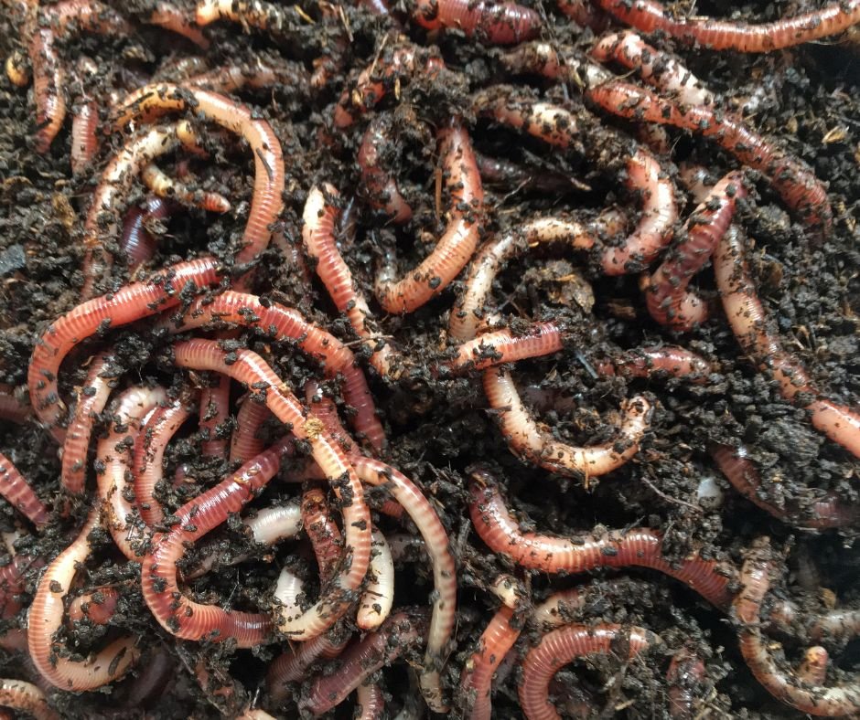 worms