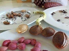 a selection of harvest seeds