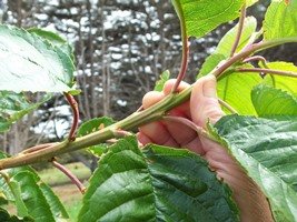 summer tip pruning