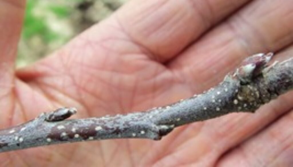 Note the difference between Leaf and Flower buds on a Royal Gala Apple Tree