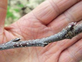 Note the difference between Leaf and Flower buds on a Royal Gala Apple Tree