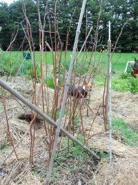 Pruned Raspberries already for summer fruiting