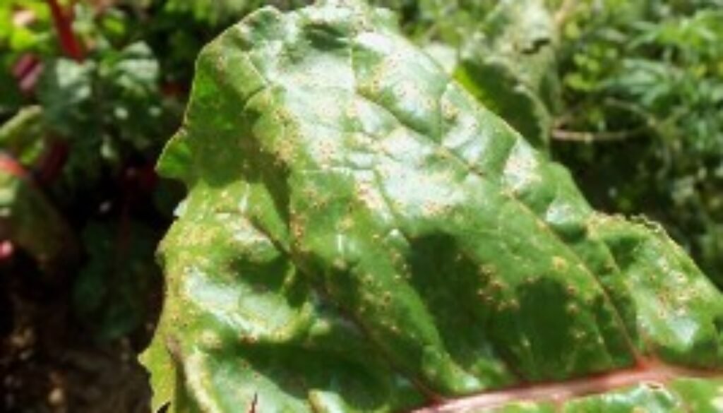 rust on silver beet leaf
