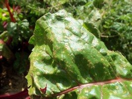 rust on silver beet leaf