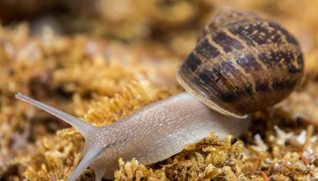 snail