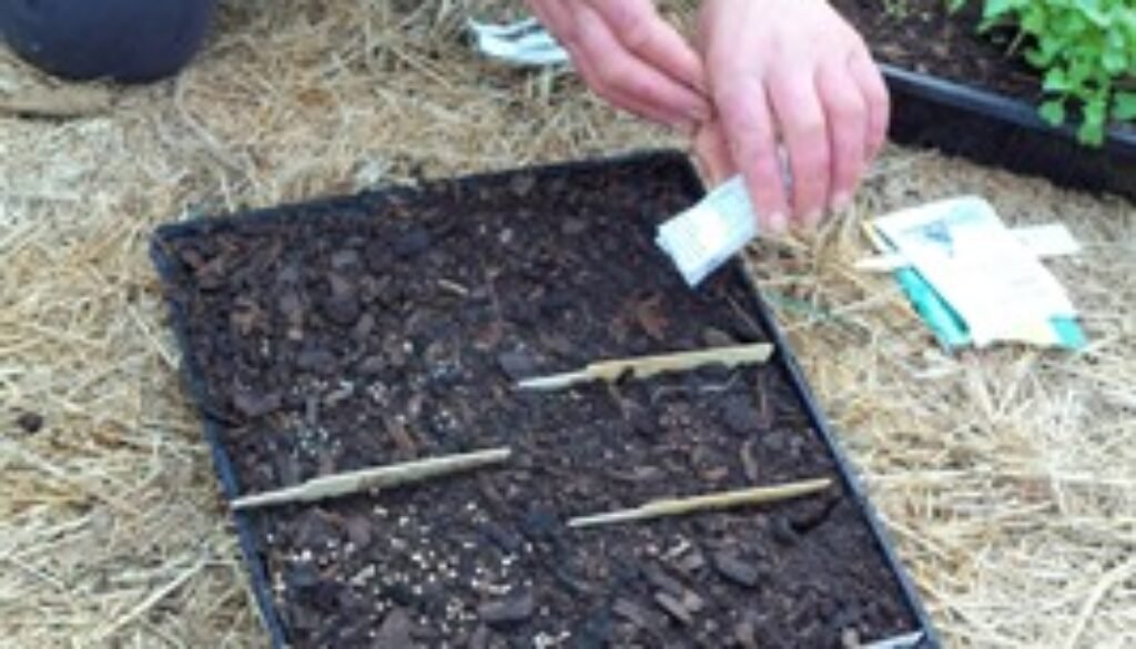 sowing vegetable seeds