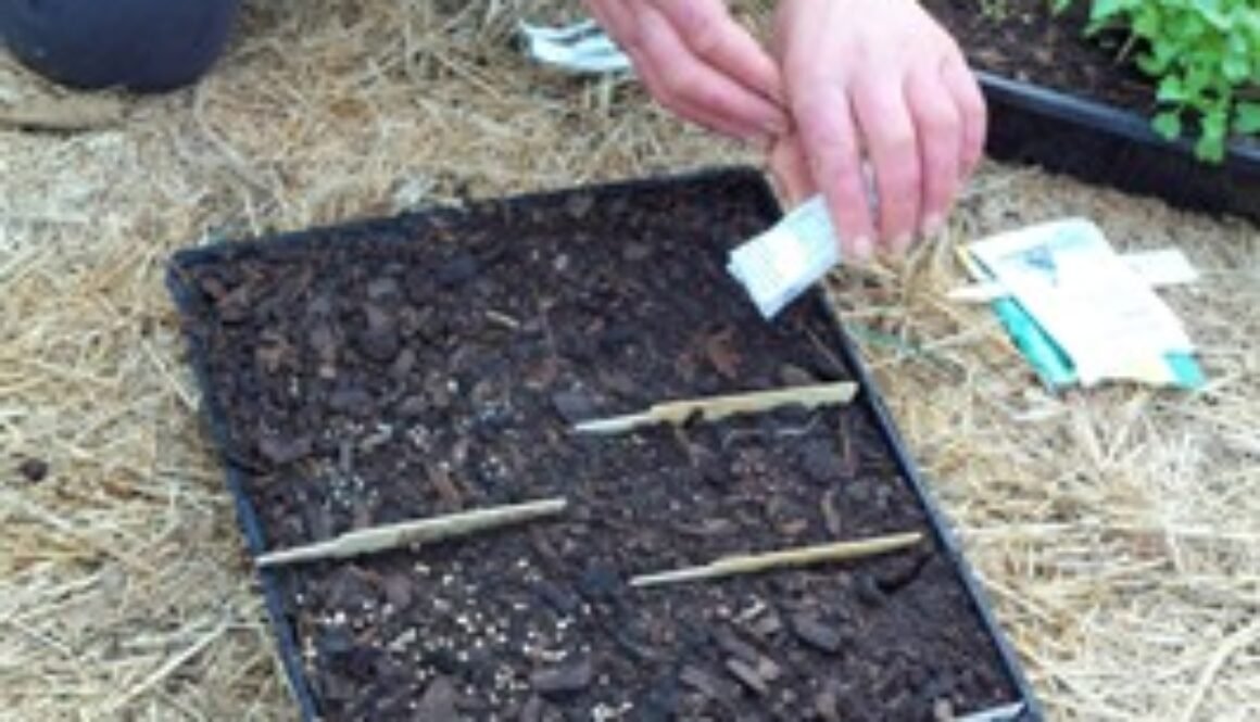 sowing vegetable seeds
