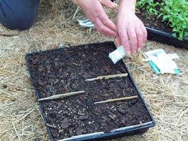 sowing vegetable seeds
