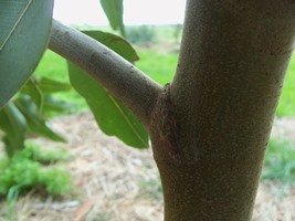 When pruning take care not to damage this zone